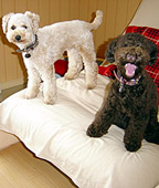 お世話をしたお友達